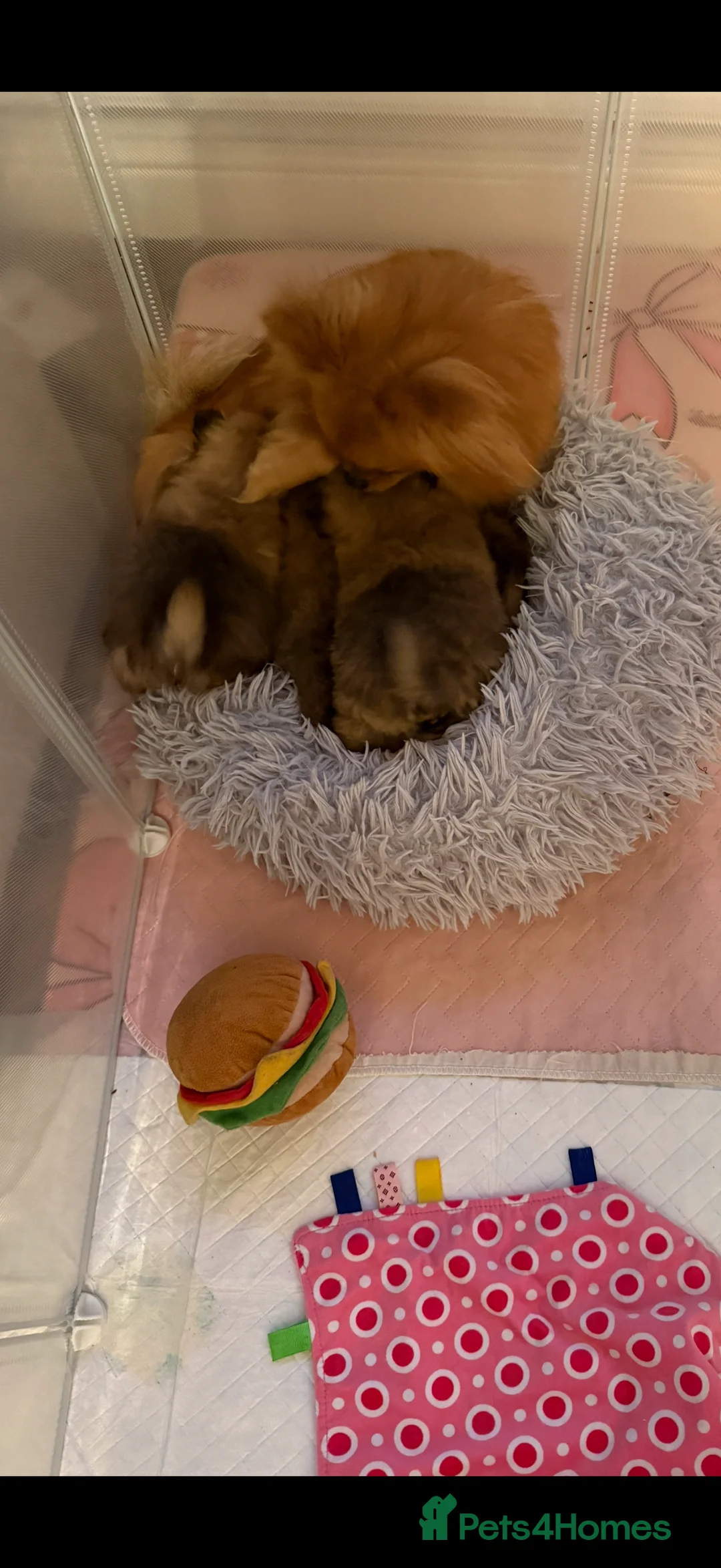 Pomeranian dogs for sale: Beautiful quality health tested Pomeranian girls  - Advert 11