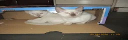 Siamese cats for sale: siamese kittens - Advert 4