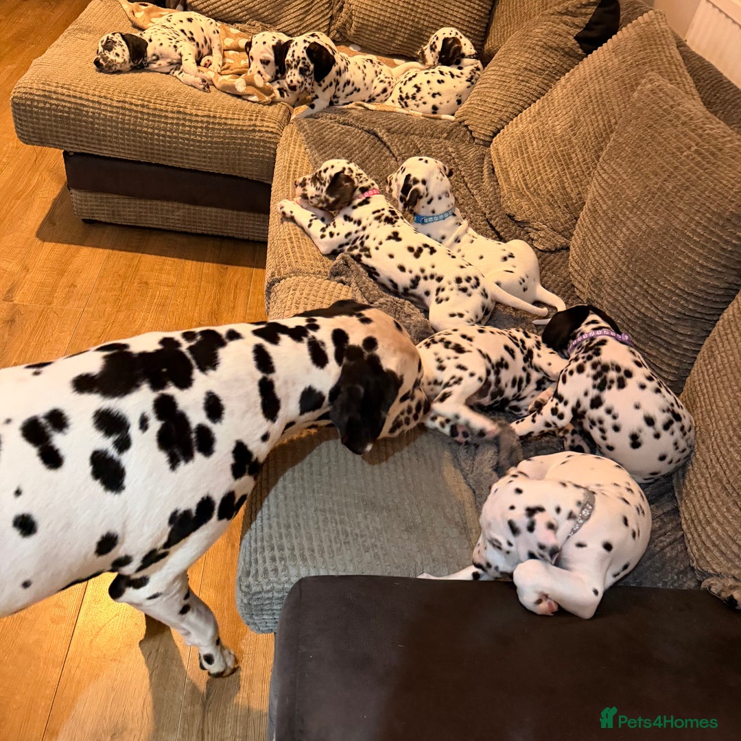 Dalmatian dogs for sale: 🐾 Beautiful Dalmatian Puppies 🐶  - Advert 14