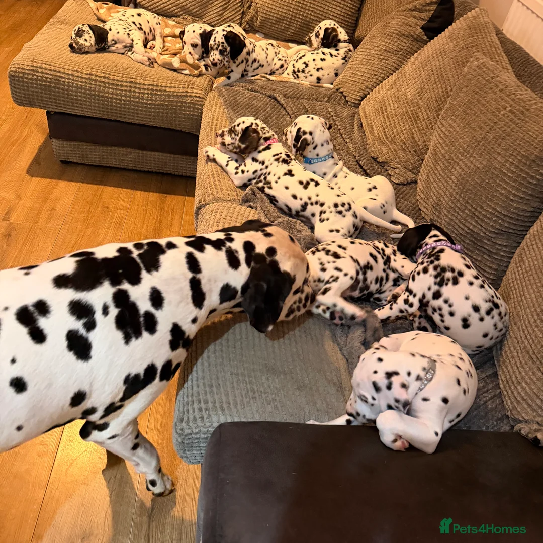 Dalmatian dogs for sale: 🐾Our Last Boy looking for forever home 🐶 💙 - Advert 14