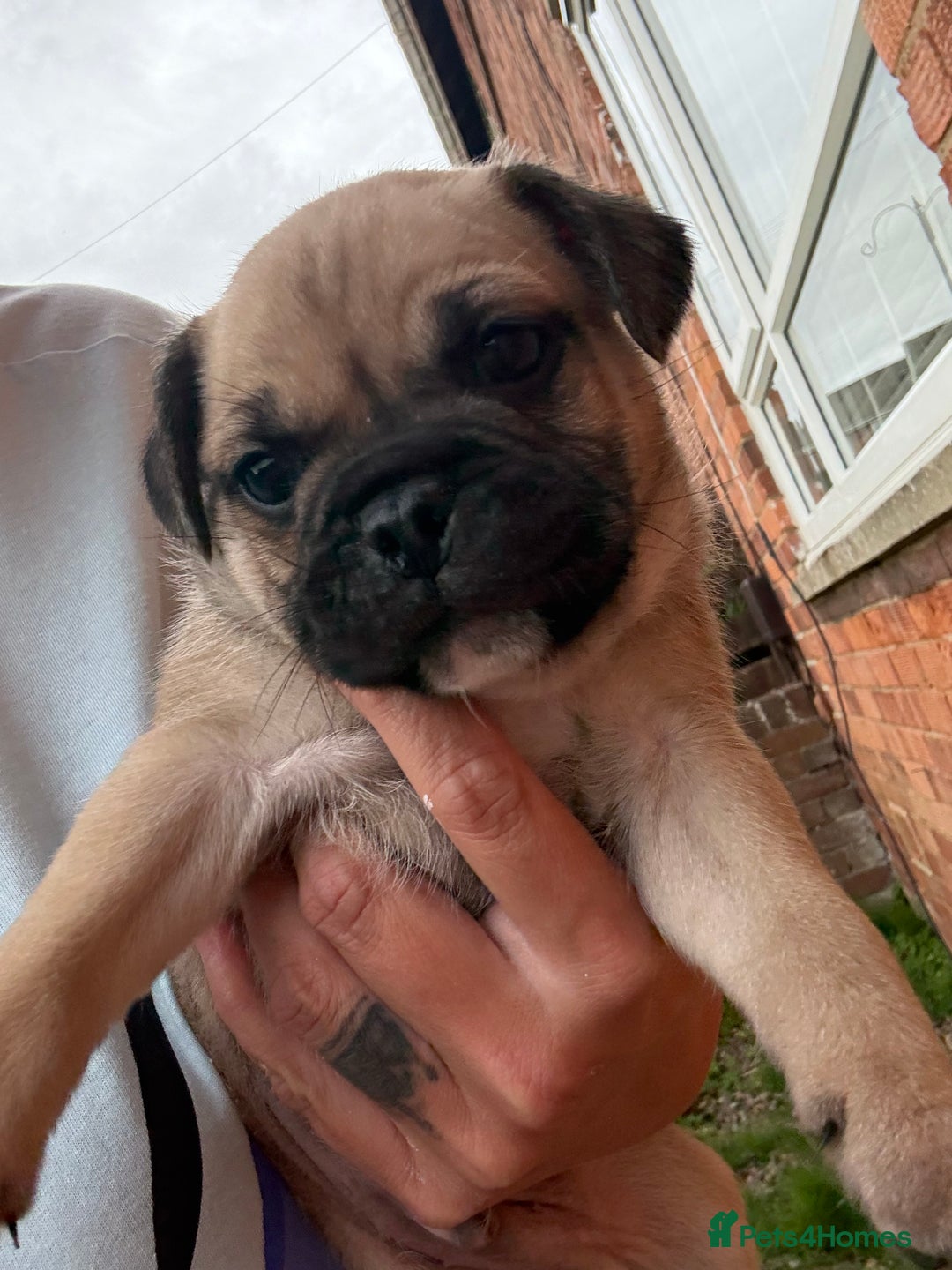 Mixed Breed dogs for sale: Pug x staffy pups REDUCED - Image 4