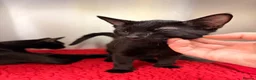 Domestic Shorthair cats for sale: Ozzy + Norman the cuties need their forever home💞 - Advert 9