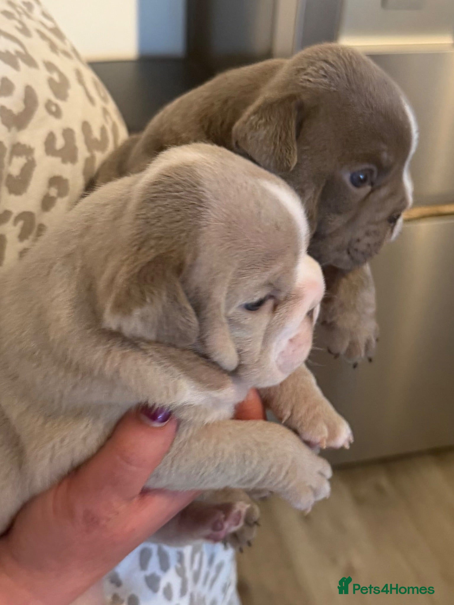 English Bulldog dogs Kc reg Incredible litter health tested Parents  - Advert 2