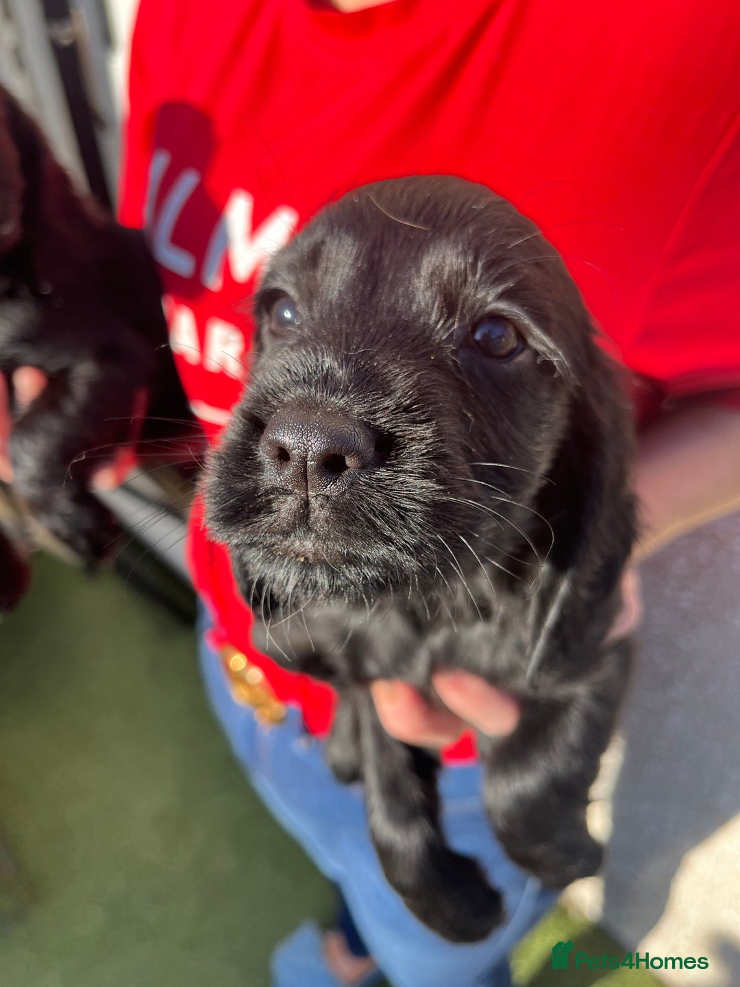 Cocker Spaniel dogs for sale: ⭐️Cocker spaniel puppies ready now ⭐️ - Image 8