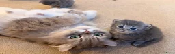 Persian cats for sale: 7 beautiful Persian x Ragdoll kittens - Advert 7