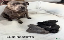 Staffordshire Bull Terrier dogs for sale: KC Registered Mr T & Luminastaffs Puppies - Image 18