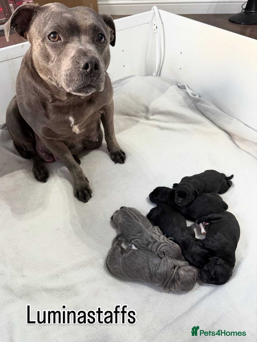 Staffordshire Bull Terrier dogs for sale: KC Registered Mr T & Luminastaffs Puppies - Image 18