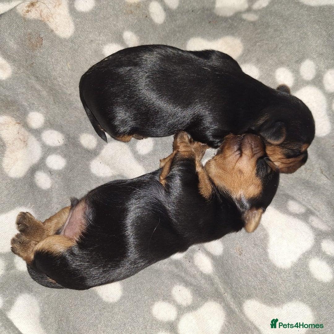 Yorkshire Terrier dogs for sale: Yorkshire Terrier Puppies – Ready 24 Dec - Image 10