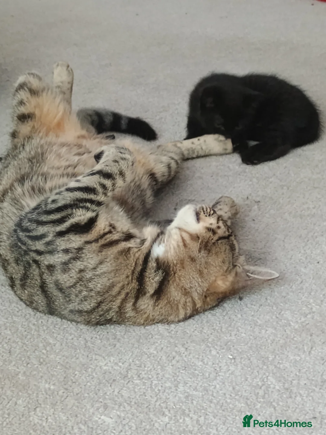 Mixed Breed cats for sale: Adorable Black Tabby Kitten ready to leave soon  in Tonbridge - Advert 2