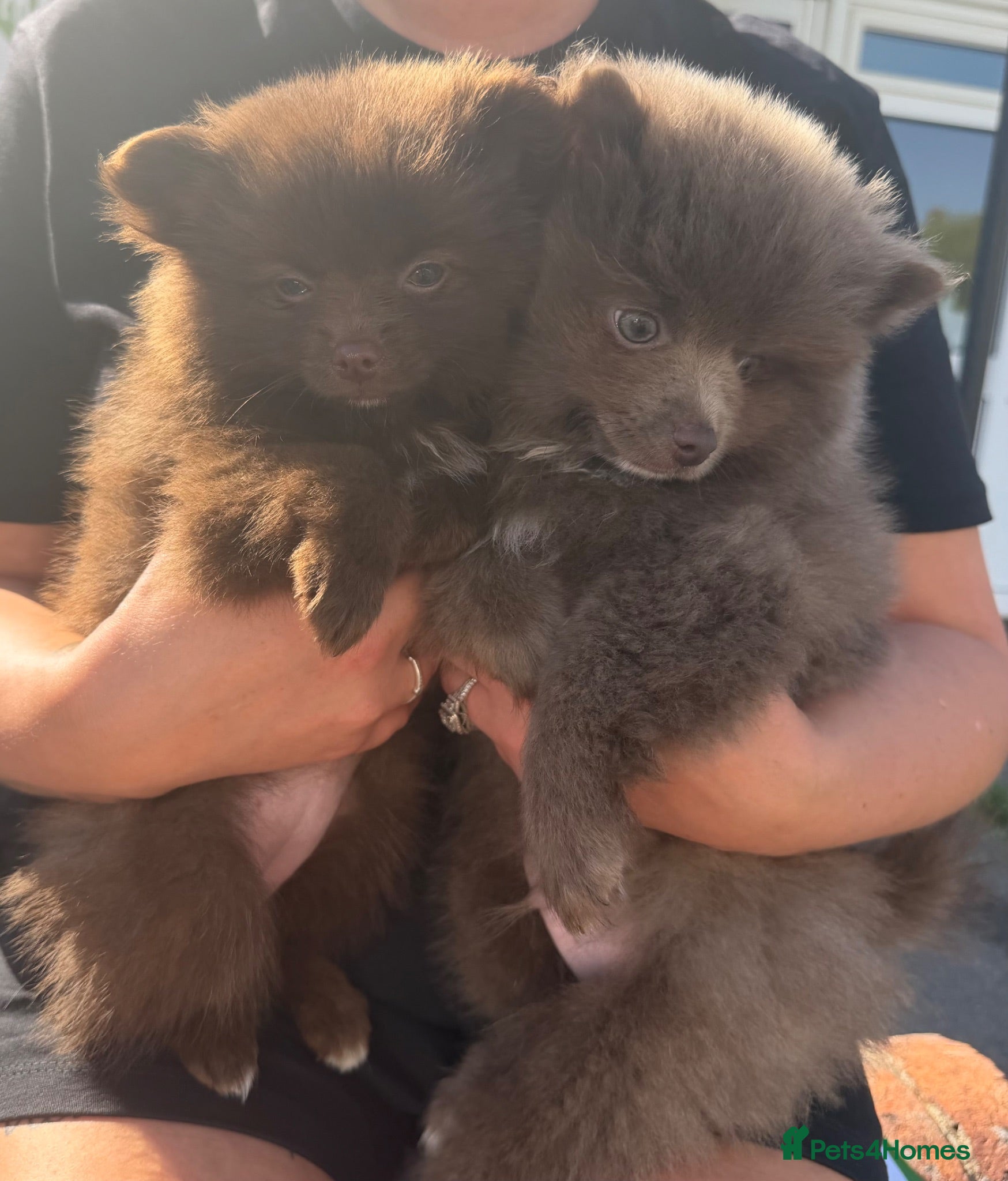 Pomchi dogs ❤️💙 Pomeranian Puppies 🐶  - Advert 1