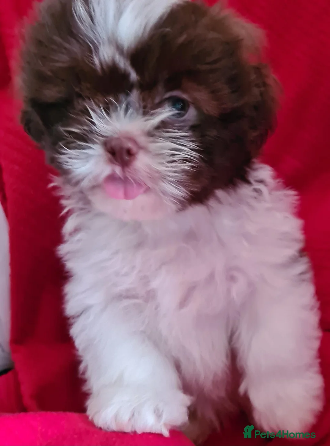 Shih Tzu dogs for sale: Pure bred standard shih tzu - Advert 1