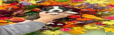 Bernese Mountain Dog 4
