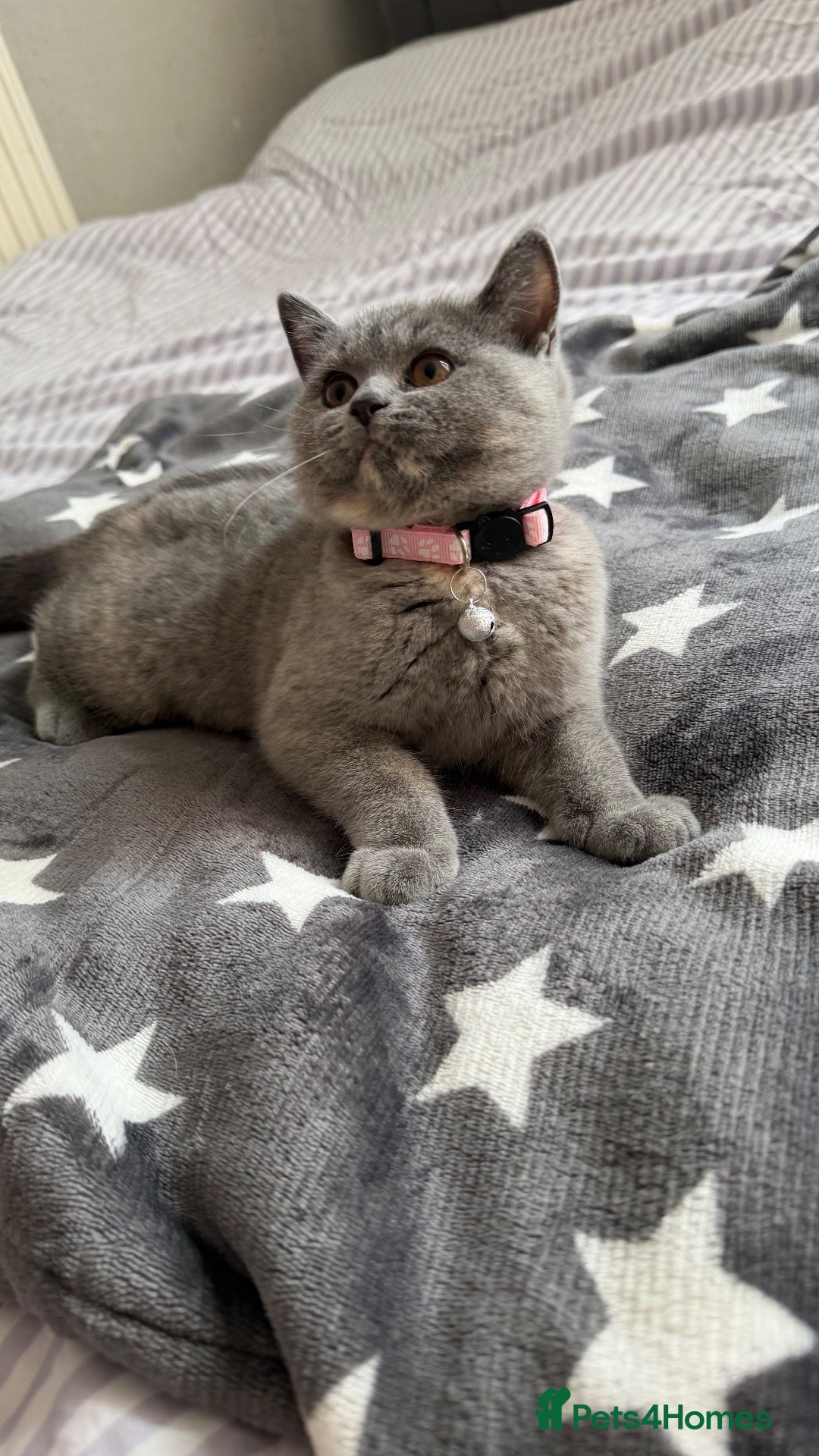 British Shorthair cats Britishshorthairs kittens  - Advert 1