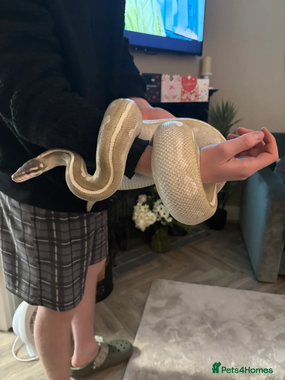 Python Snake reptiles for sale: Purple passion royal python  - Advert 1