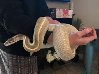 Python Snake reptiles Purple passion royal python - Advert 1