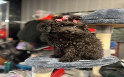 Mixed Breed dogs for sale: Asian toy poodle black boy  - Image 14