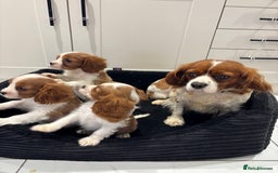 Cavalier King Charles Spaniel dogs for sale: Beautiful cavaliers looking for forever homes - Image 4