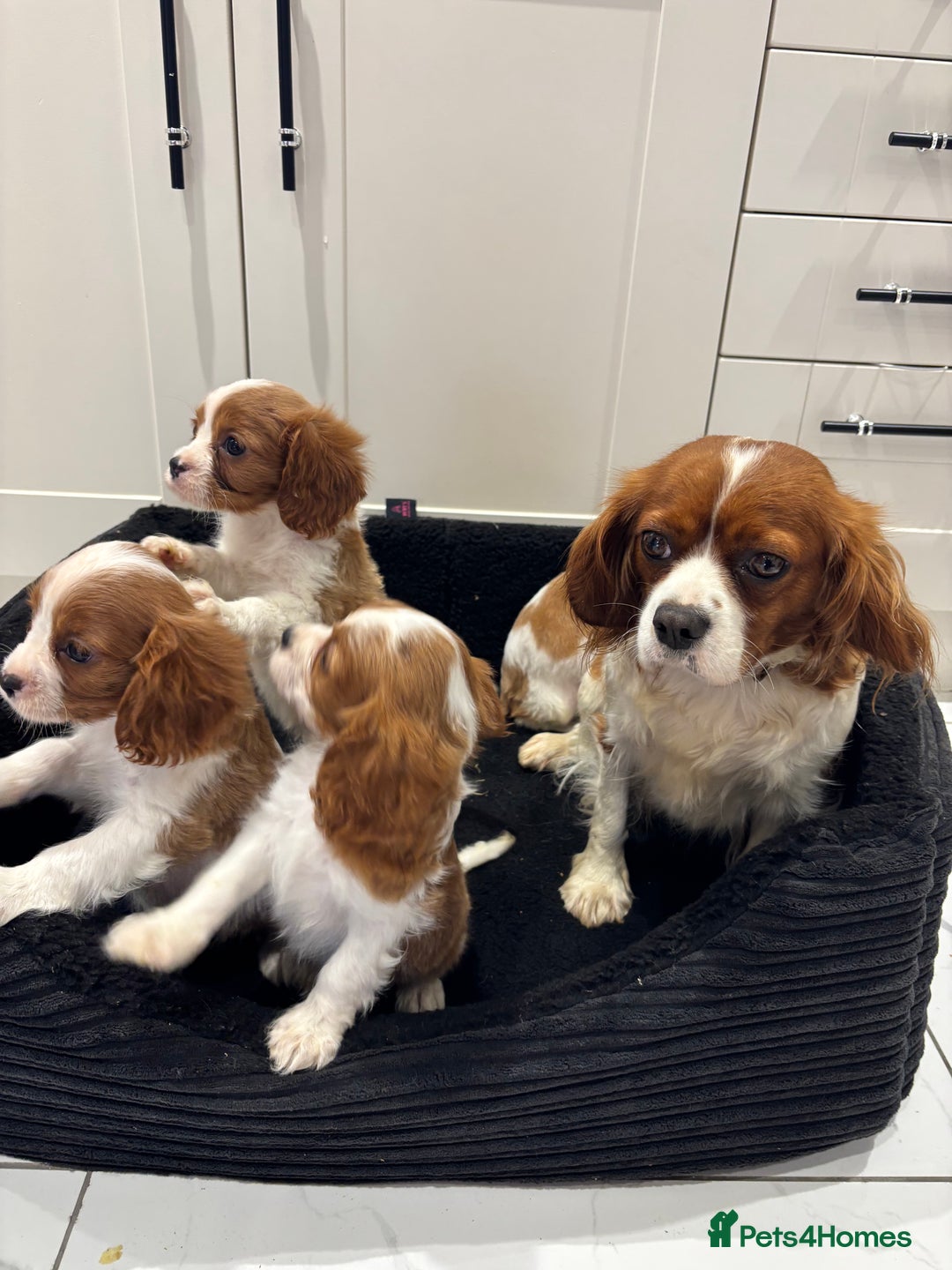 Cavalier King Charles Spaniel dogs for sale: Beautiful cavaliers looking for forever homes - Image 4
