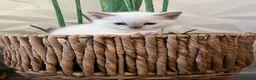 Ragdoll cats for sale: Beautiful full pedigree Ragdoll kittens Seal Blue in Hove - Advert 8