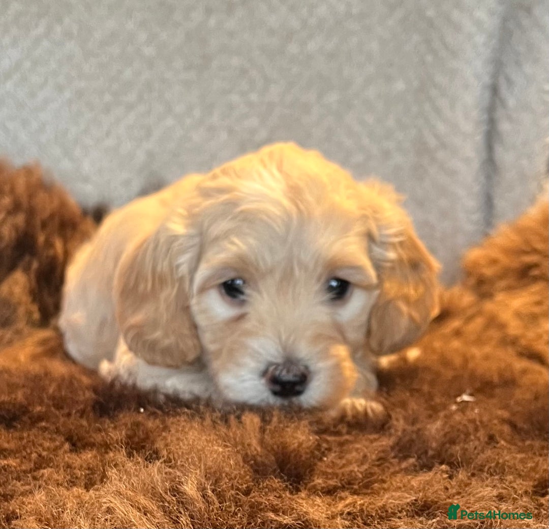 Cockapoo dogs for sale: Stunning F1 Cockapoos  - Advert 24