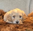 Cockapoo Puppy 9