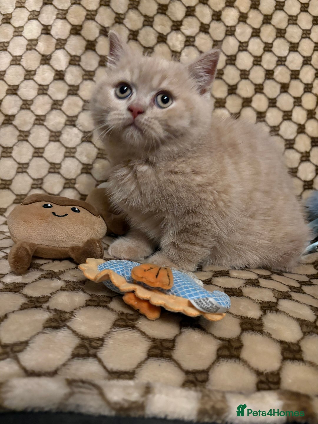 British Shorthair cats for sale: GCCF British shorthair kittens cream boys x2 - Advert 6