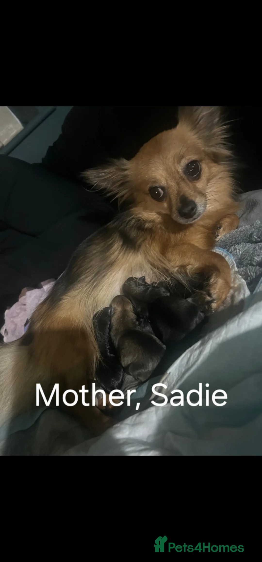 Chihuahua dogs for sale: Beautiful Fun Loving Little Chihuahuas ❤️  in Telford - Advert 2