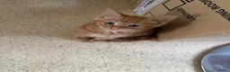 Mixed Breed cats for sale: Kittens for sale - Advert 4