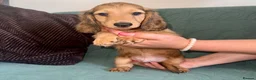 Dachshund dogs for sale: 🐾 Beautiful Long-Haired Dachshund Puppies 🐾 - Advert 6