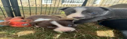 Border Collie dogs for sale: Beautiful Border Collie Puppies  - Advert 8