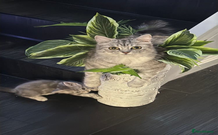 Persian cats - Advert 1