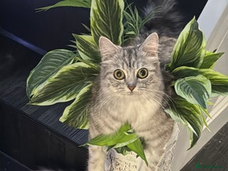 Persian cats - Advert 29