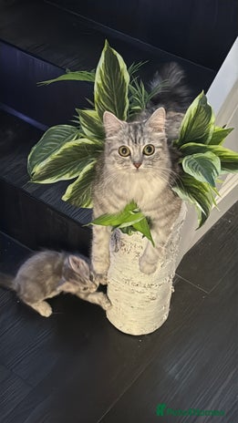 Persian cats - Advert 2
