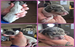 Miniature Dachshund dogs for sale: PRA CLEAR MINIATURE DACHSHUND PUPPIES  - Image 2