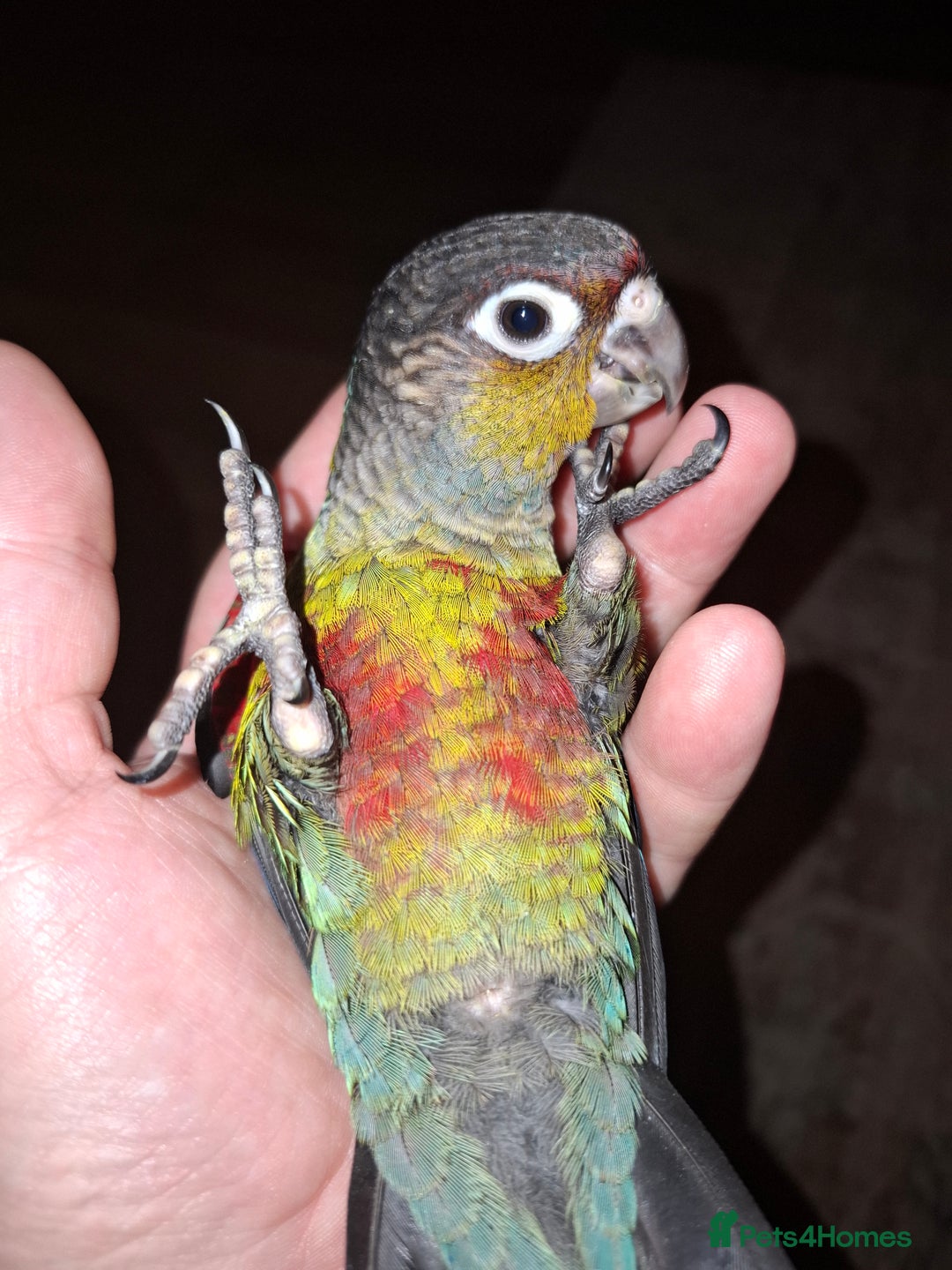 Conures birds for sale:  Hand Reared Crimson Bellied Conure - Advert 1