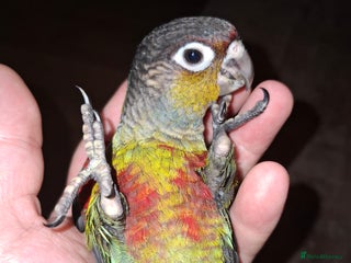 Conures birds Hand Reared Crimson Bellied Conure - Advert 1