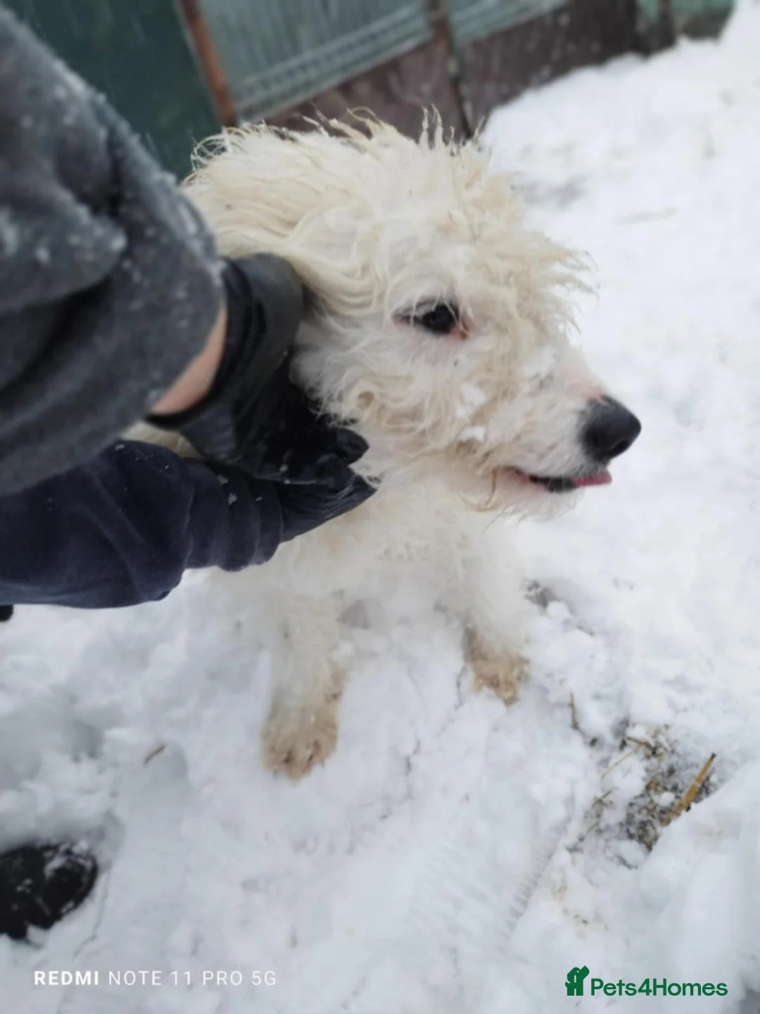 Mixed Breed dogs for adoption: 🤍 Luca 🤍 - a Lovely young Boy for a Loving Home - Advert 2