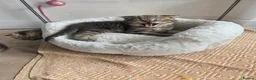 British Shorthair cats for sale: STUNNING! British Shorthair Black Golden Tabbys - Advert 20