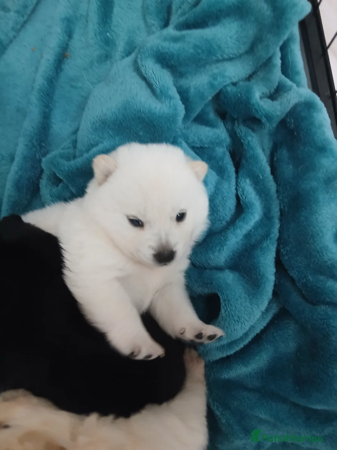 Mixed Breed dogs for sale: 5 stunning hybrid chowskis pups - Advert 13