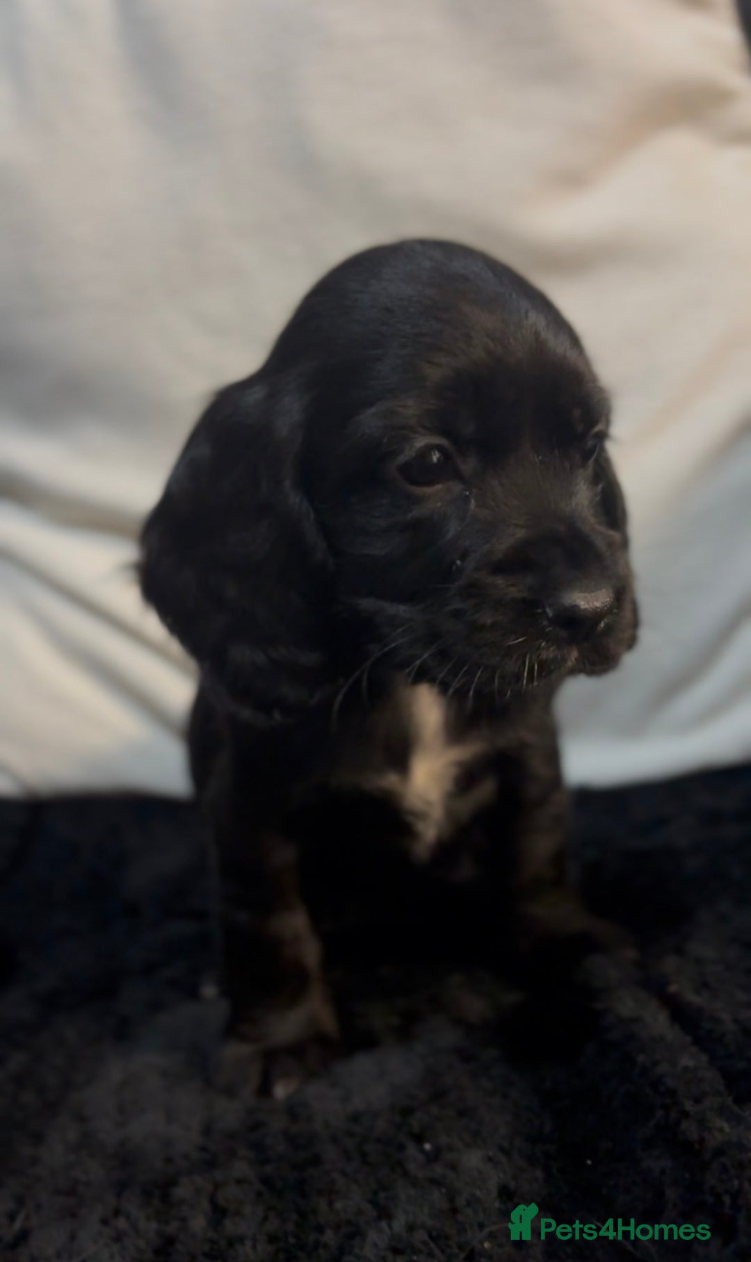 Cockapoo dogs for sale: Adorable F1B Cockapoos❤️💙 🐾 - Advert 11