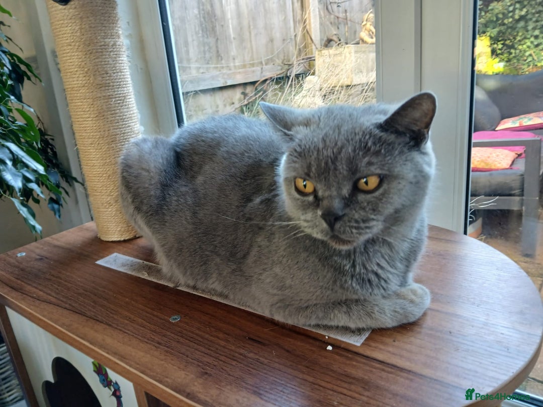 British Shorthair cats for sale: BSH Kittens Microchipped very friendly - Advert 5