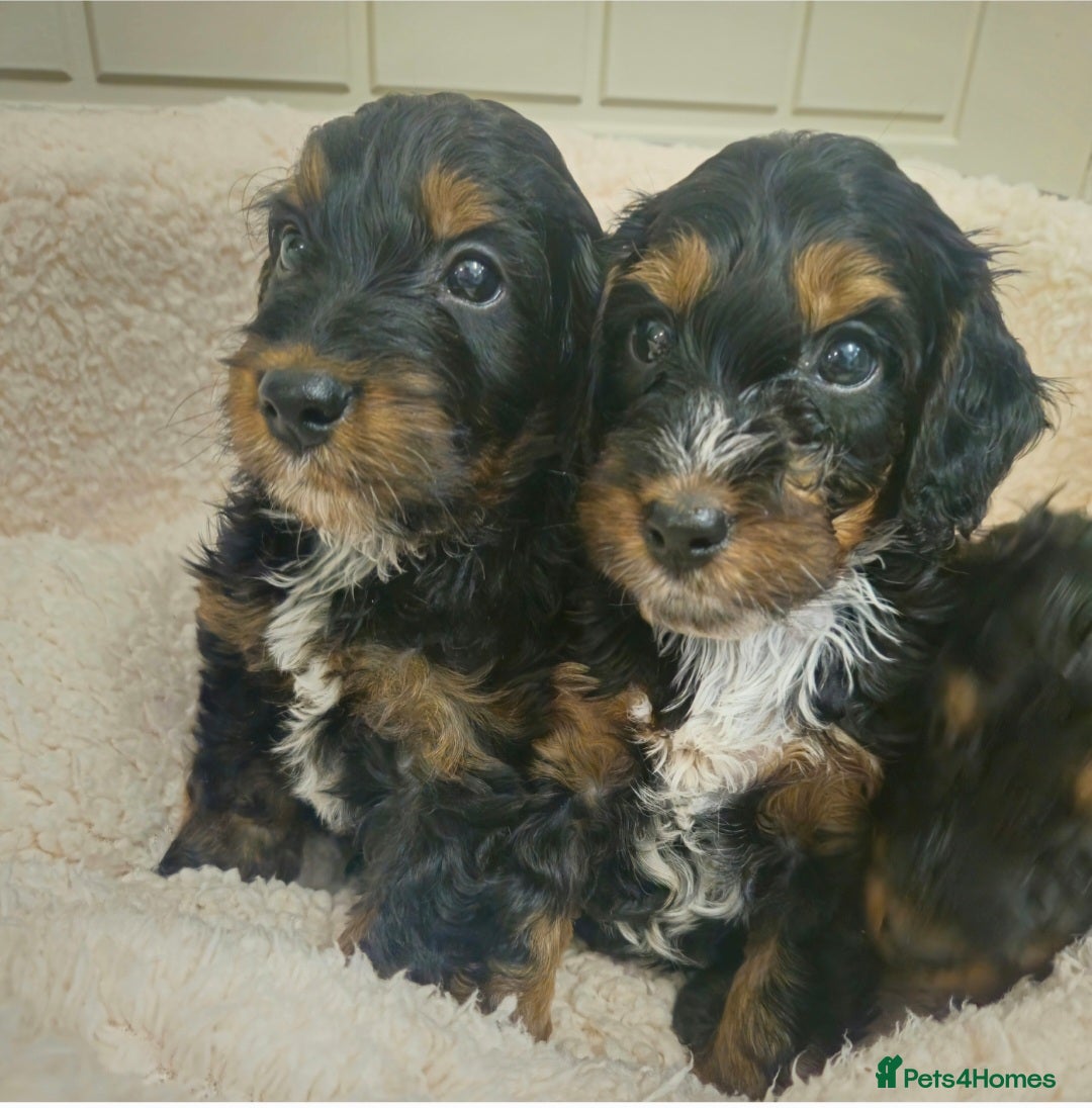 Cockapoo dogs Ready next week!Licensed insured breeder! Boys!! - Advert 1