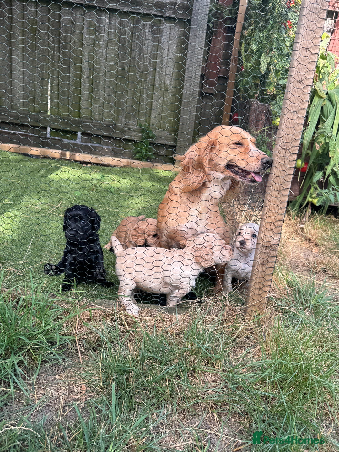 Cocker Spaniel dogs for sale: Working type cocker spaniel puppies  - Image 13