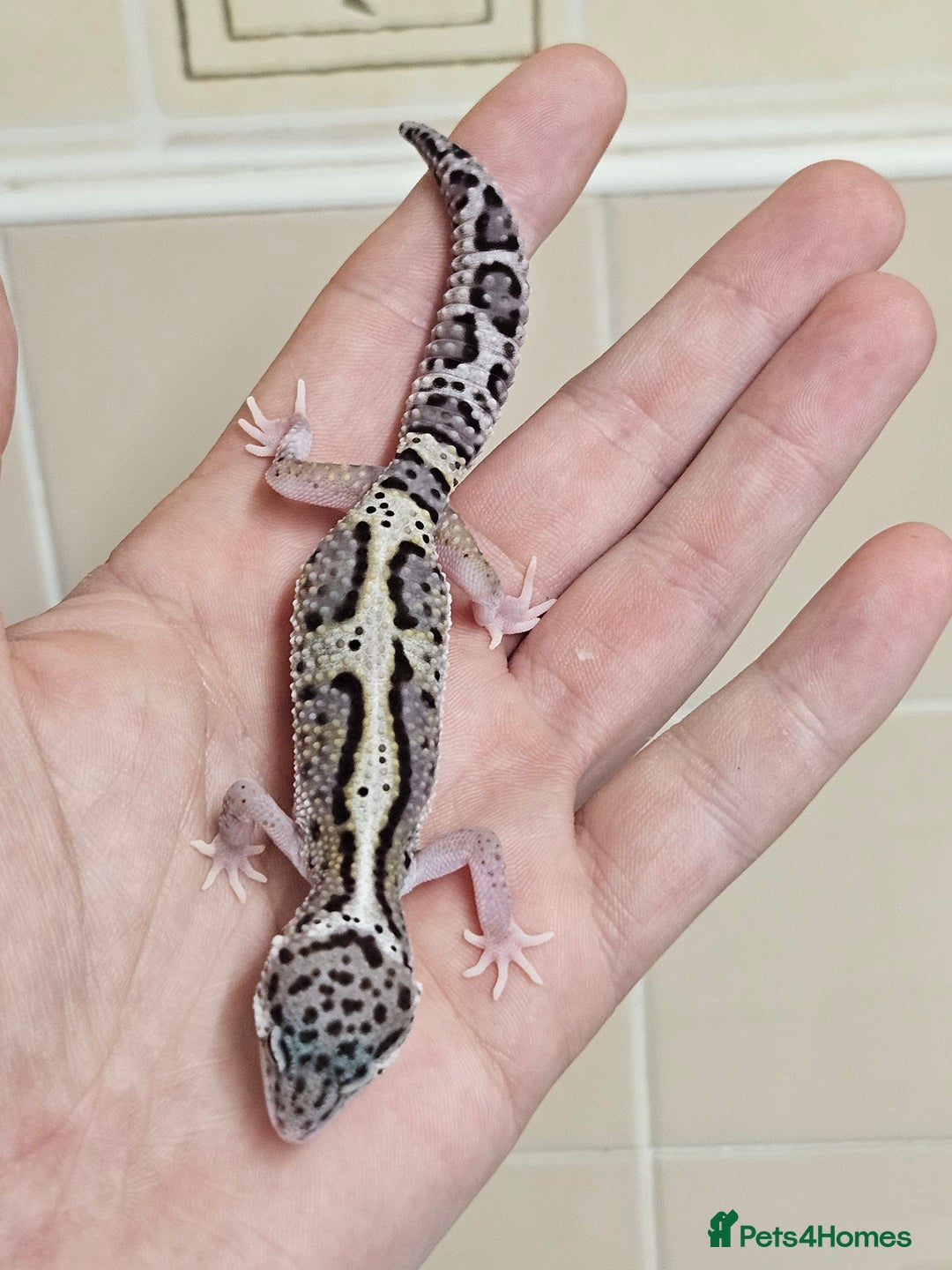 Leopard Gecko reptiles for sale: Blacknight macksnows and supersnows in tremper - Image 27