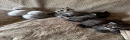 Scottish Fold cats for sale: ✨Adorable Scottish Fold Kittens 🐾 - Advert 8
