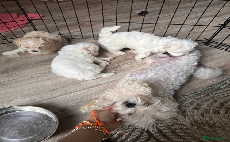 Maltipoo dogs - Advert 3