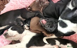 Staffordshire Bull Terrier dogs for sale: Staffie x Cockapoo puppies - Image 1