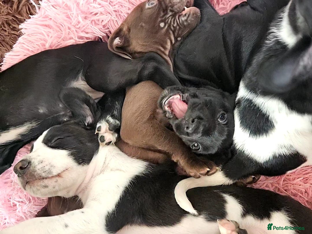 Staffordshire Bull Terrier dogs for sale: Staffie x Cockapoo puppies - Image 1