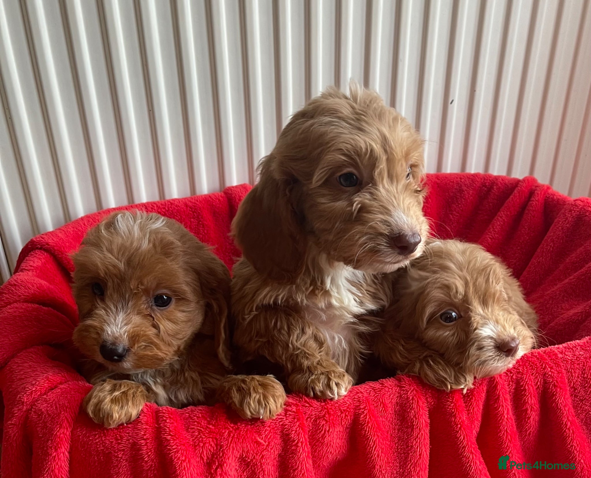 Cockapoo dogs Beautiful F1 cockerpoo pups NOW READY - Advert 1