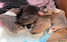 Italian Greyhound dogs for sale: Beautiful Italian Greyhound puppies for sale  - Image 27